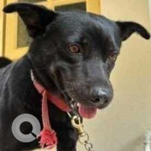 Missing: Black Male Indie Dog from Bagalur
