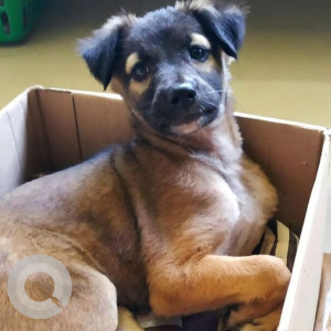 Found: Black and Brown Male Indie German Mix Dog from Malad West, Mumbai