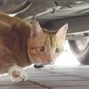 Found: Orange Not Available Tabby Cat from Jaldarshan society , opp Priyadarshani park Nepeansea road