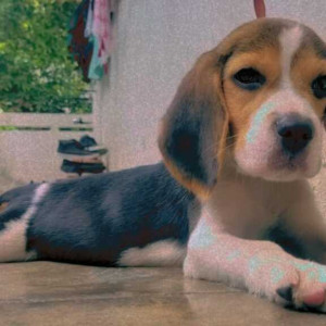 Found: Black and Brown Male Beagle Dog from Ramathapur