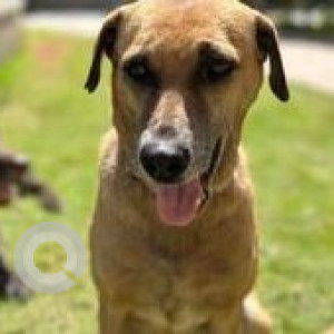Missing: Brown Female Indie Dog from Runwal forest, Kanjurmarg, West Mumbai