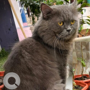 Missing: Grey Male Persian Cat from Monika Villa Chimat Pada Marol Naka,  Andheri west