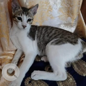 Missing: White and Grey Male Indie Cat from Shiv Dham CHS, Chembur