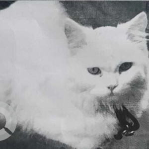 Missing: White Male Persian Cat from Qutbullapur, kompally