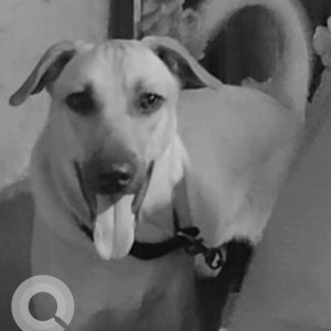 Missing: White Male Indie Dog from Radhe Krishna Hotel Matunga