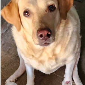 Missing: Brown Female Labrador Dog from Santhome church back side near dumming kuppam beach