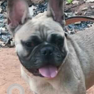 Found: White Male French Bulldog Dog from Bengaluru