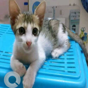 Missing: White and Grey Female Indie Cat from Andheri East, Om Nagar, Bhoomi Building