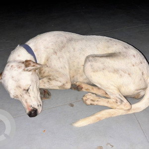 Found: White Female Indie Dog from Garden City University
