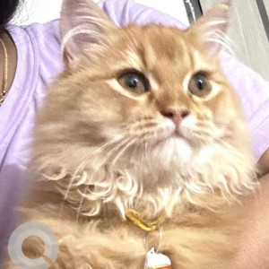 Missing: Orange Male Indie Cat from Apartment Nagamani Plaza Kothaguda