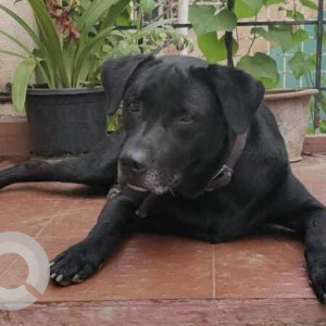 Found: Black Male Indie and Labrador  mix Dog from Nagarbhavi Village
