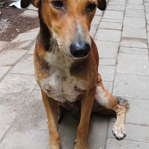 Found: Brown Male Indie Dog from Jain Nursing Home, Near Minal Tower, Andheri East Old Nagardas Road
