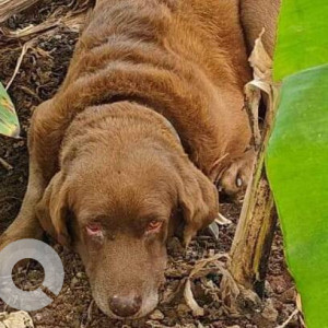 Labrador found abandoned near Bungalow opposite Buddha stupa, Nirmal road nallasopara west