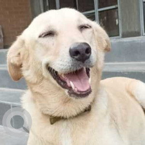 Missing: White Female Indie and Labrador cross Dog from Vengal, Thiruvallur, Chennai