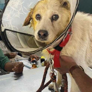 Found: Brown Male Golden Retriever Dog from Narayanguda