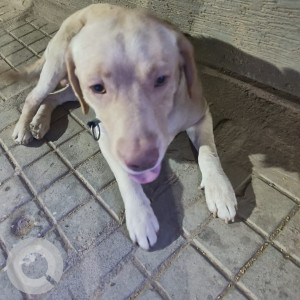 Found: Light Brown Male Labrador Mix Dog from DS Max sparkle nest - Navya jyothi street, Kothanur
