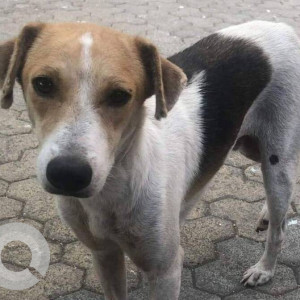 Missing: Black and White Male Indie Dog from Wadala East, Mumbai