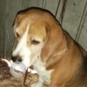 Found: White-Brown Mix Not Available Beagle Dog from Phase 7,mohali