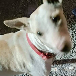 Missing: Brown Not Available Indie Dog from Neelkanth Nagar, kandivali West
