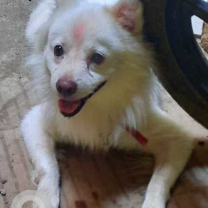 Found: White Male Pomeranian Dog from Neelkanth Vihar society in Vidya Vihar, Ghatkopar East