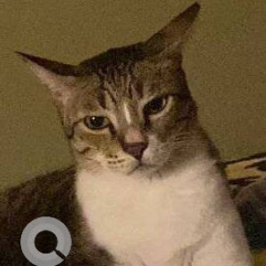 Missing: White and Grey Male Indie Cat from Malad Aksa