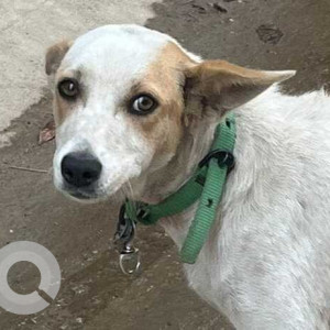 Found: White-Brown Mix Female Indie Dog from Railway Colony / Lottegollahalli, off New Bel Road, RMV 2nd Stage, Bangalore
