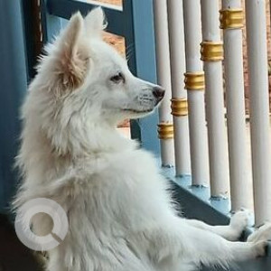 Missing: White Female Pomeranian Dog from Hosakote