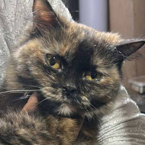Missing: Black and Brown Female Indie Cat from Sector 19 Vashi palm beach road