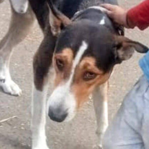 Missing: Black and White Male Indie Dog from Sea coast phase 3 and phase 1 Killa Goan Belapur