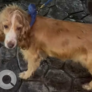 Found: Brown Female Cocker Spaniel Dog from Mantri building on Ahmadnagar road