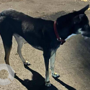 Found: Black and White Male Indie Dog from Best Nagar, Goregaon West, Mumbai