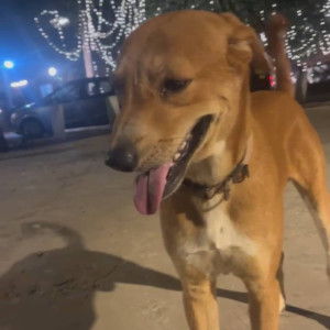 Missing: Brown Male Indie Dog from Bandra west