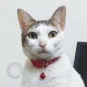 Missing: White and Grey Female Calico Cat from Vikaspuri