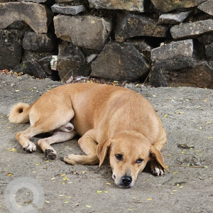 Missing: Brown Male Indie Dog from 17 Ekta building, located in Azad Nagar, Andheri West