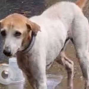 Missing: White-Brown Mix Female Indie Dog from Juhu's lanes