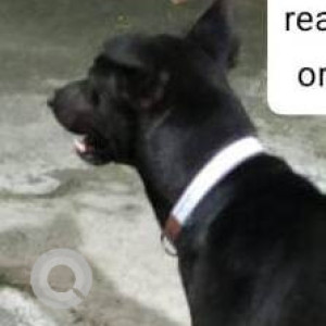 Missing: Black Male Indie Dog from Malad west