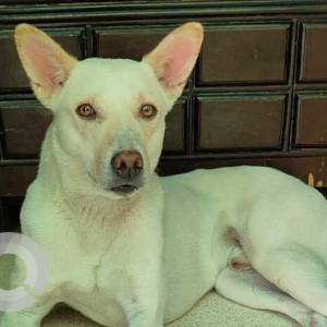 Missing: White Male Indie Dog from Kanganheri, nearest Gaushala, Najafgarh, Delhi
