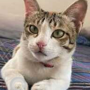 Missing: White Female Indie Cat from Huda colony, Tellapur, Nallagandla