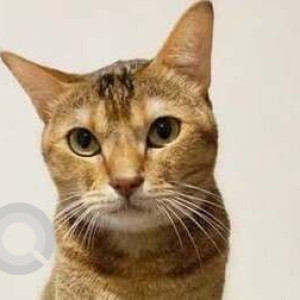 Missing: White-Brown Mix Female Indie Cat from I Wing, Basement 4, Premier Residencies, Kurla West