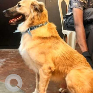 Missing: Brown Male Indie Dog from Annasandrapalya, Vimanapura, HAL