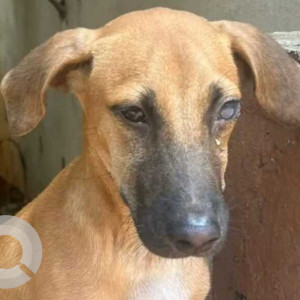 Found: Brown Male Indie Dog from J.P road,panchmarg, Versova