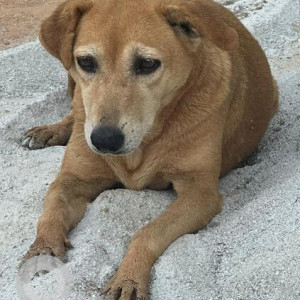 Missing: Brown Female Indie Dog from Chikkajala, Kial road
