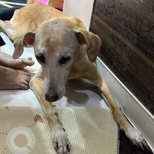 Missing: White-Brown Mix Female Indie Dog from Agar Bazar Dadar West
