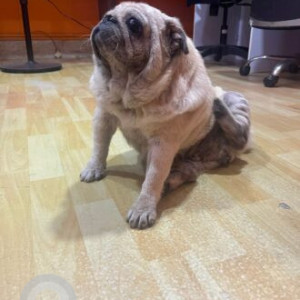 Found: White Female Pug Dog from Old Madras Road near Indiranagar (on the way to Halasuru)