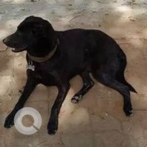 Missing: Black Female Labrador-Indie mix Dog from Purva Apartments, Off Kanakpura Road