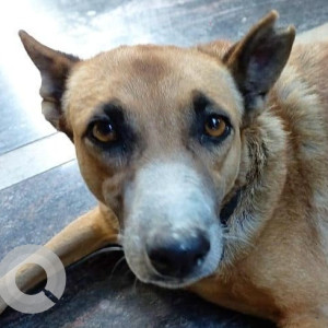 Missing: Brown Male Indie Dog from Omkar Nagar, Kengeri