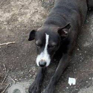 Found: White-Brown Mix Female Indie Dog from Saidham Building, Jankalyan Nagar, Malad west