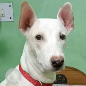 Missing: White Male Indie Dog from Shanthi Colony Petrol bunk anna nagar