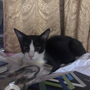 Missing: Black and White Male Indie Cat from Orlem, Malad