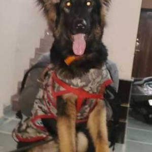Missing: Black and Brown Male German Shepherd Dog from South Delhi, Devli road, Khanpur